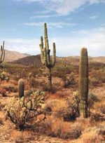 Sedona - Sonora-Wüste
